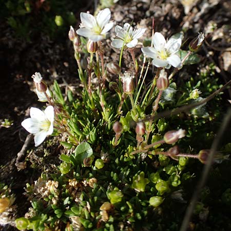 Sabulina glaucina \ H&uuml;gel-Fr&uuml;hlings-Miere / Hill Spring Sandwort, A W&ouml;lzer Tauern, Hoher Zinken 24.7.2021