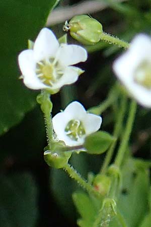 Sabulina verna s.l. \ H&uuml;gel-Fr&uuml;hlings-Miere / Hill Spring Sandwort, A Eisenerzer Reichenstein 28.7.2021