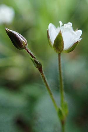 Sabulina verna s.l. \ H&uuml;gel-Fr&uuml;hlings-Miere / Hill Spring Sandwort, A Eisenerzer Reichenstein 28.7.2021