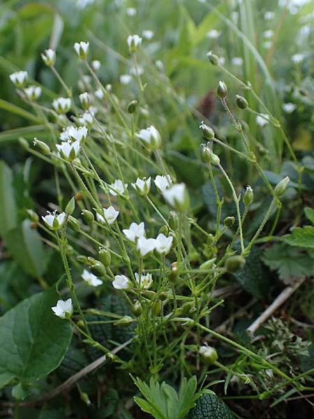Sabulina verna s.l. \ H&uuml;gel-Fr&uuml;hlings-Miere / Hill Spring Sandwort, A Eisenerzer Reichenstein 28.7.2021