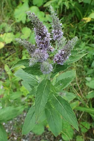 Mentha longifolia \ Ross-Minze / Horse Mint, A Kaprun 10.8.2025