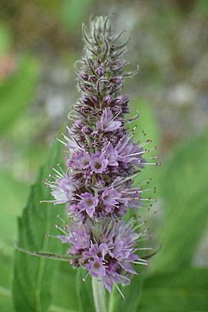 Mentha longifolia \ Ross-Minze / Horse Mint, A Kaprun 10.8.2025
