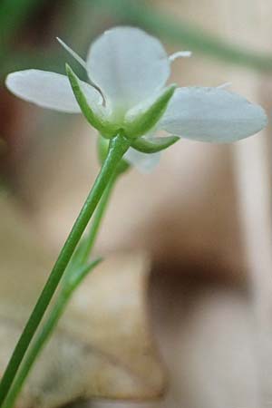 Moehringia muscosa \ Moos-Nabelmiere / Mossy Sandwort, A Kärnten/Carinthia, St. Paul im Lavanttal 16.5.2016