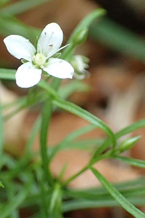 Moehringia muscosa \ Moos-Nabelmiere / Mossy Sandwort, A Kärnten/Carinthia, St. Paul im Lavanttal 16.5.2016