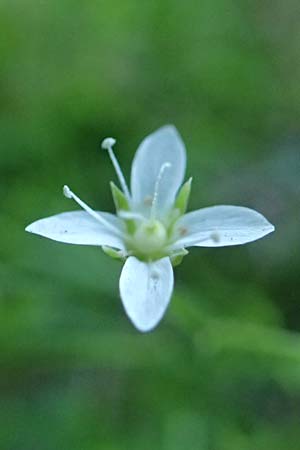 Moehringia muscosa \ Moos-Nabelmiere / Mossy Sandwort, A Tragöß 30.6.2019