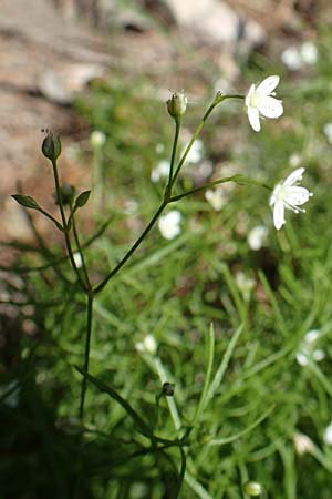 Moehringia muscosa \ Moos-Nabelmiere / Mossy Sandwort, A Steiermark, Pernegg-Mixnitz 4.7.2019
