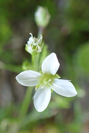Moehringia muscosa \ Moos-Nabelmiere / Mossy Sandwort, A Dachstein Südwand 7.7.2020