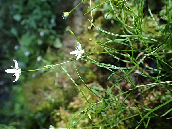 Moehringia muscosa \ Moos-Nabelmiere / Mossy Sandwort, A Krimml 1.7.2025