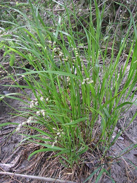 Melica nutans \ Nickendes Perlgras / Mountain Melick, A Reutte 25.5.2008