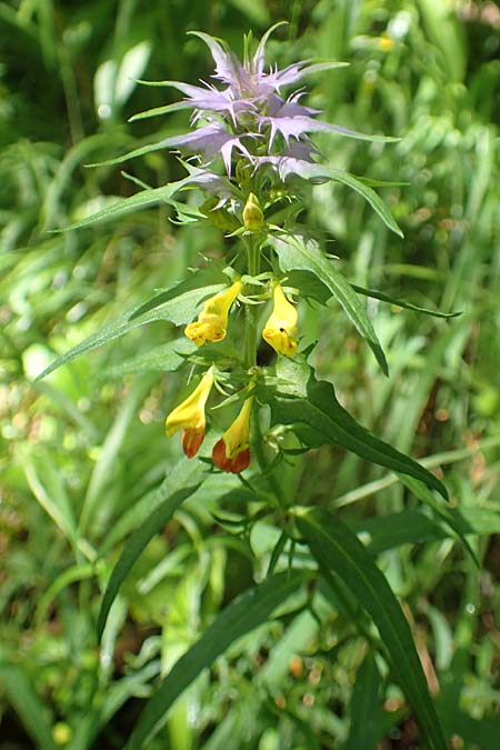 Melampyrum subalpinum \ Schmalblatt-Wachtelweizen / Narrow-Leaved Cow-Wheat, A Schwarzau im Gebirge 29.6.2020
