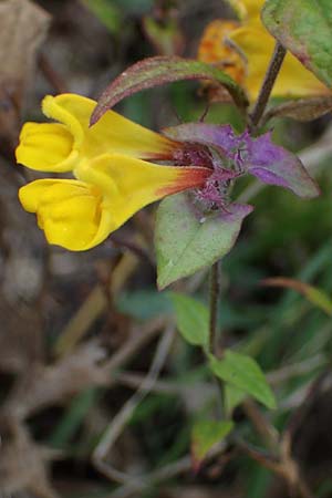 Melampyrum nemorosum \ Hain-Wachtelweizen / Blue Cow-Wheat, A Hainburg 25.9.2022