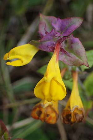 Melampyrum nemorosum \ Hain-Wachtelweizen / Blue Cow-Wheat, A Hainburg 25.9.2022