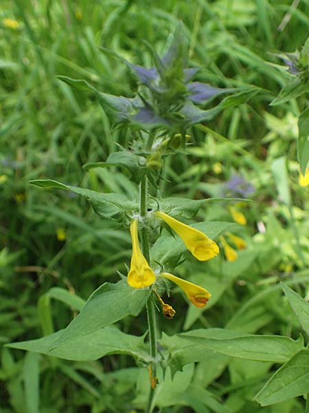 Melampyrum nemorosum \ Hain-Wachtelweizen / Blue Cow-Wheat, A Hainburg 8.7.2023