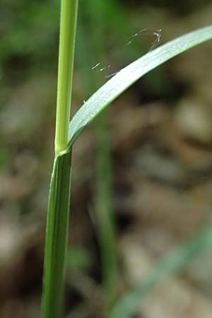 Melica nutans \ Nickendes Perlgras / Mountain Melick, A Melk 9.5.2025