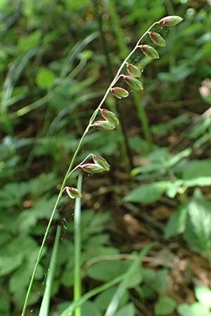 Melica nutans \ Nickendes Perlgras / Mountain Melick, A Melk 9.5.2025