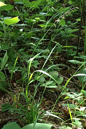 Melica nutans \ Nickendes Perlgras / Mountain Melick, A Melk 9.5.2025