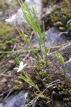 Moehringia muscosa \ Moos-Nabelmiere / Mossy Sandwort, A Kärnten/Carinthia, Petzen 2.7.2010
