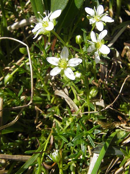 Moehringia ciliata \ Bewimperte Nabelmiere, Stein-Nabelmiere / Creeping Sandwort, A Dachstein 20.7.2010