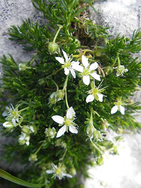Moehringia ciliata \ Bewimperte Nabelmiere, Stein-Nabelmiere / Creeping Sandwort, A Dachstein 20.7.2010