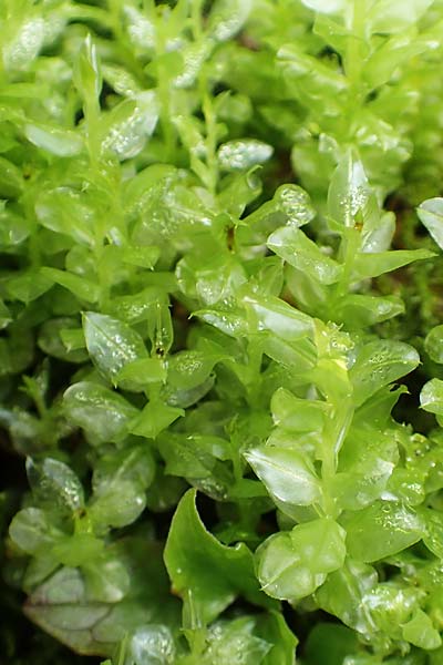 Plagiomnium ellipticum ? \ Ellipsenbl&auml;ttriges Sternmoos / Marsh Thyme Moss, A K&auml;rnten/Carinthia, Tr&ouml;gerner Klamm 18.5.2016