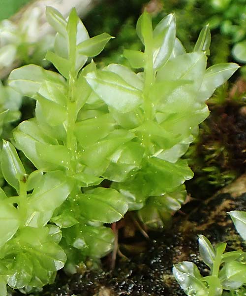 Plagiomnium ellipticum ? \ Ellipsenbl&auml;ttriges Sternmoos / Marsh Thyme Moss, A K&auml;rnten/Carinthia, Tr&ouml;gerner Klamm 18.5.2016