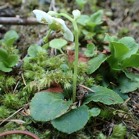 Moneses uniflora \ Einbltiges Wintergrn, Moosauge / One-flowered Wintergreen, A Pusterwald 1.7.2019