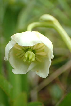 Moneses uniflora \ Einbltiges Wintergrn, Moosauge / One-flowered Wintergreen, A Schneealpe 30.6.2020