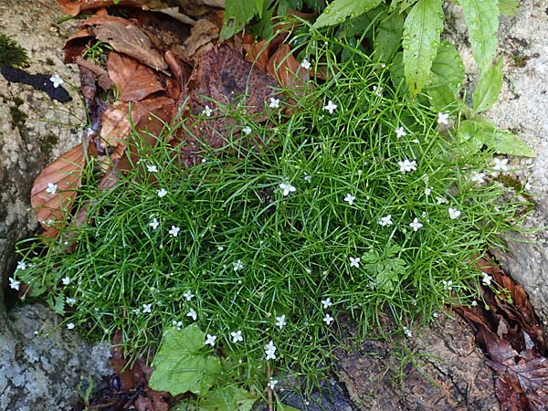 Moehringia muscosa \ Moos-Nabelmiere / Mossy Sandwort, A Weichtal-Klamm 1.7.2020