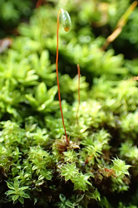 Musci spec9 ? \ Moos / Moss, A M&uuml;rzsteg Rosslochklamm 3.7.2020