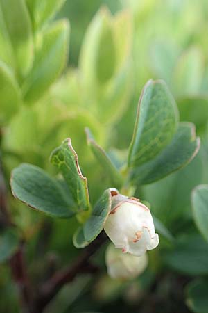 Vaccinium uliginosum \ Gewhnliche Moorbeere / Bog Bilberry, A Wölzer Tauern, Kleiner Zinken 26.6.2021
