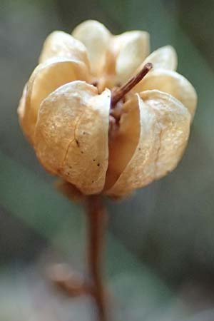 Moneses uniflora \ Einbltiges Wintergrn, Moosauge / One-flowered Wintergreen, A Pusterwald 29.6.2021