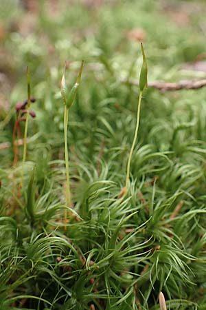 Dicranum scoparium \ Gew&ouml;hnliches Gabelzahnmoos, Besen-Gabelzahnmoos / Broom Moss, A Seckauer Tauern, Brandst&auml;tter T&ouml;rl 1.7.2021