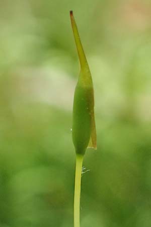 Dicranum scoparium \ Gew&ouml;hnliches Gabelzahnmoos, Besen-Gabelzahnmoos / Broom Moss, A Seckauer Tauern, Brandst&auml;tter T&ouml;rl 1.7.2021