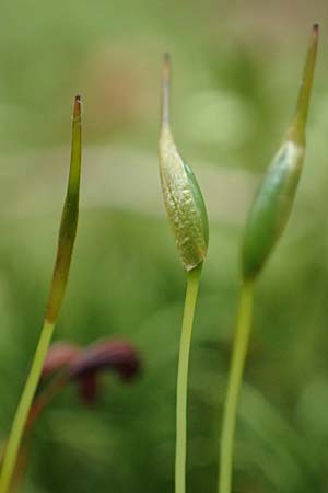 Dicranum scoparium \ Gew&ouml;hnliches Gabelzahnmoos, Besen-Gabelzahnmoos / Broom Moss, A Seckauer Tauern, Brandst&auml;tter T&ouml;rl 1.7.2021