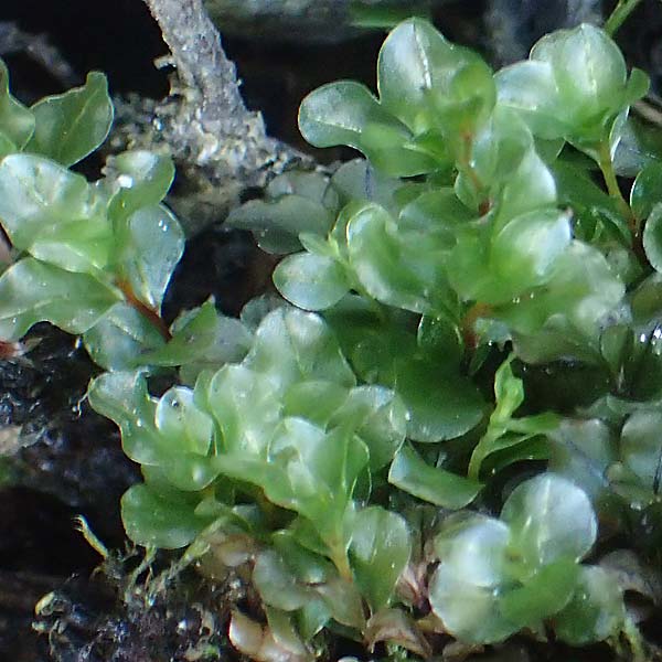 Rhizomnium punctatum ? \ Rhizoidfilziges Sternmoos / Rhizomnium Moss, A K&auml;rnten/Carinthia, Koralpe 4.7.2023