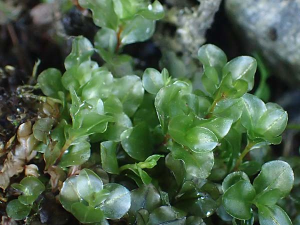 Rhizomnium punctatum ? \ Rhizoidfilziges Sternmoos / Rhizomnium Moss, A K&auml;rnten/Carinthia, Koralpe 4.7.2023