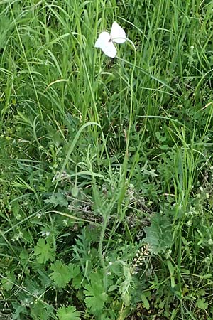 Papaver albiflorum \ Wei&szlig;bl&uuml;tiger Mohn, Wei&szlig;er Schmalkopf-Mohn / White-Flowered Poppy, A Pulkau 9.5.2025