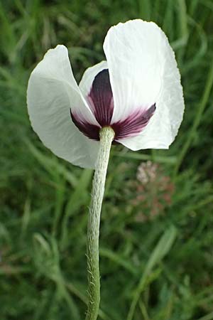 Papaver albiflorum \ Wei&szlig;bl&uuml;tiger Mohn, Wei&szlig;er Schmalkopf-Mohn / White-Flowered Poppy, A Pulkau 9.5.2025