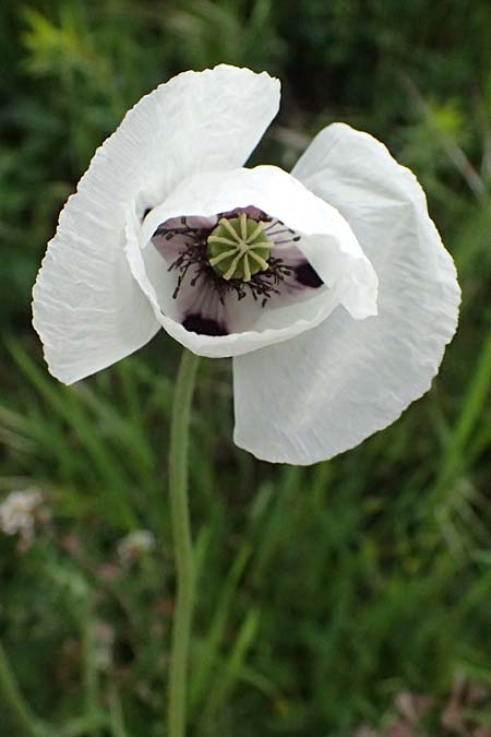 Papaver albiflorum \ Wei&szlig;bl&uuml;tiger Mohn, Wei&szlig;er Schmalkopf-Mohn / White-Flowered Poppy, A Pulkau 9.5.2025