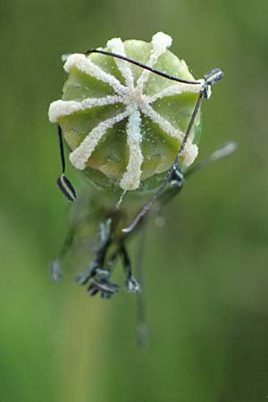 Papaver albiflorum \ Wei&szlig;bl&uuml;tiger Mohn, Wei&szlig;er Schmalkopf-Mohn / White-Flowered Poppy, A Pulkau 9.5.2025