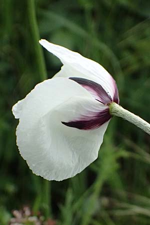 Papaver albiflorum \ Wei&szlig;bl&uuml;tiger Mohn, Wei&szlig;er Schmalkopf-Mohn / White-Flowered Poppy, A Pulkau 9.5.2025