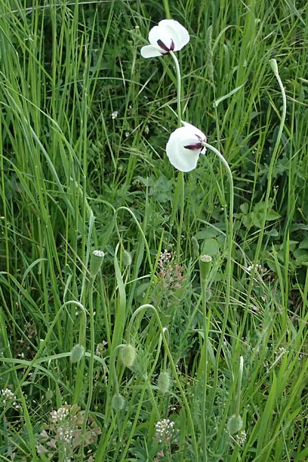 Papaver albiflorum \ Wei&szlig;bl&uuml;tiger Mohn, Wei&szlig;er Schmalkopf-Mohn / White-Flowered Poppy, A Pulkau 9.5.2025