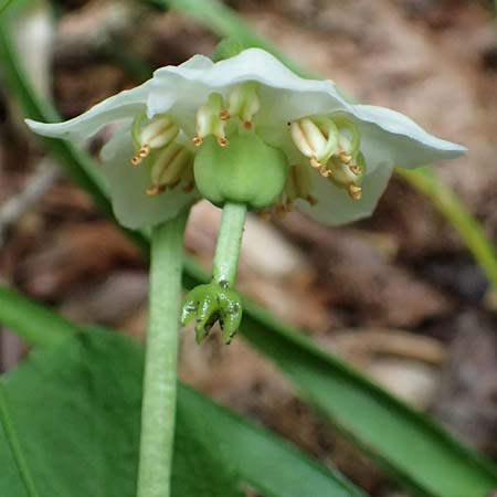 Moneses uniflora \ Einbltiges Wintergrn, Moosauge / One-flowered Wintergreen, A Kolm Saigurn 3.7.2025