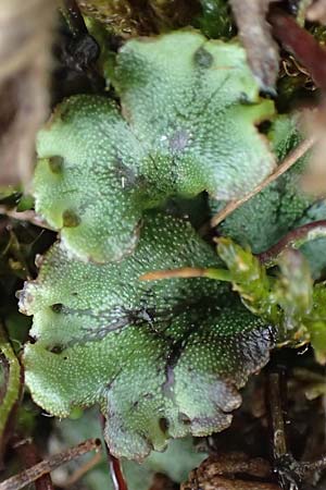 Marchantia polymorpha \ Brunnen-Lebermoos / Liverwort, A Trag&ouml;&szlig; 2.7.2019