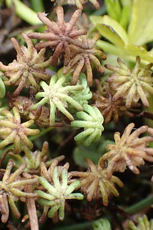 Marchantia polymorpha \ Brunnen-Lebermoos / Liverwort, A Trag&ouml;&szlig; 2.7.2019