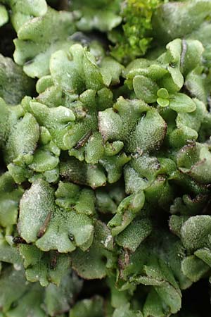 Marchantia polymorpha \ Brunnen-Lebermoos / Liverwort, A Trag&ouml;&szlig; 2.7.2019
