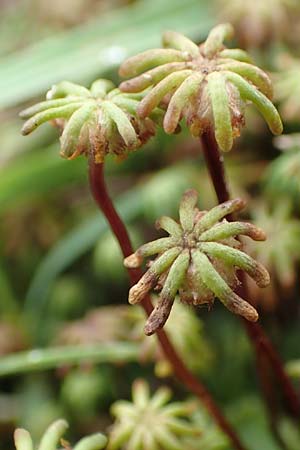 Marchantia polymorpha \ Brunnen-Lebermoos / Liverwort, A Trag&ouml;&szlig; 2.7.2019