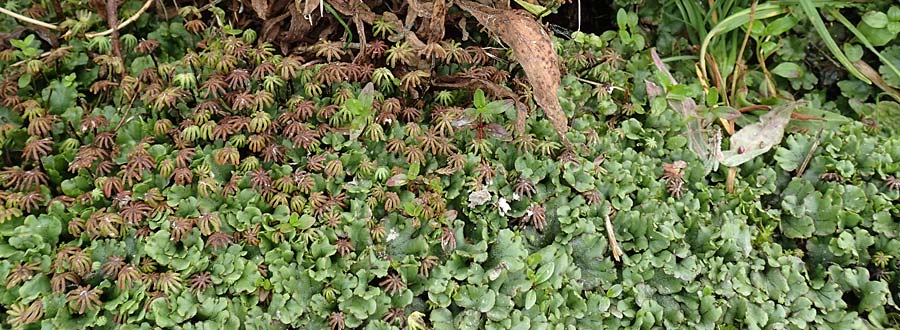 Marchantia polymorpha \ Brunnen-Lebermoos / Liverwort, A Trag&ouml;&szlig; 5.7.2019