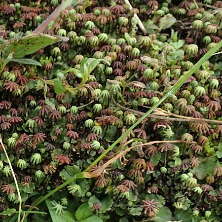 Marchantia polymorpha \ Brunnen-Lebermoos / Liverwort, A Trag&ouml;&szlig; 5.7.2019