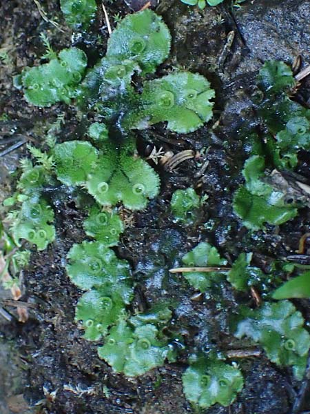 Marchantia polymorpha \ Brunnen-Lebermoos / Liverwort, A K&auml;rnten/Carinthia, Koralpe 4.7.2023